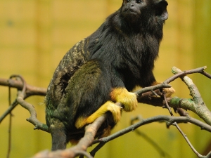 red-handed-tamarin